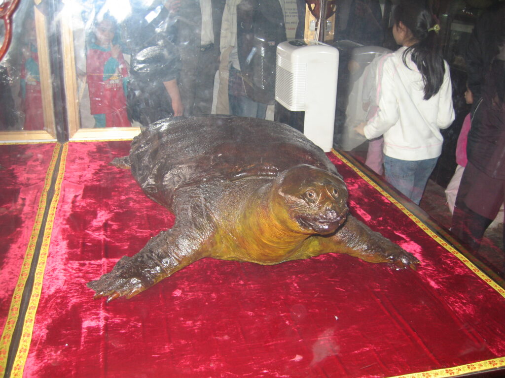 hoan kiem lake turtle