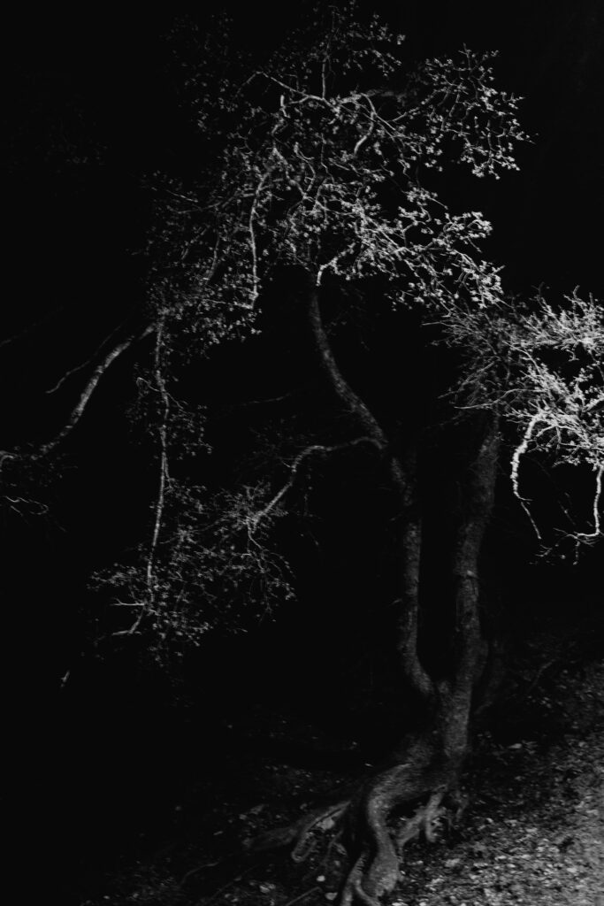 Aswang on trees