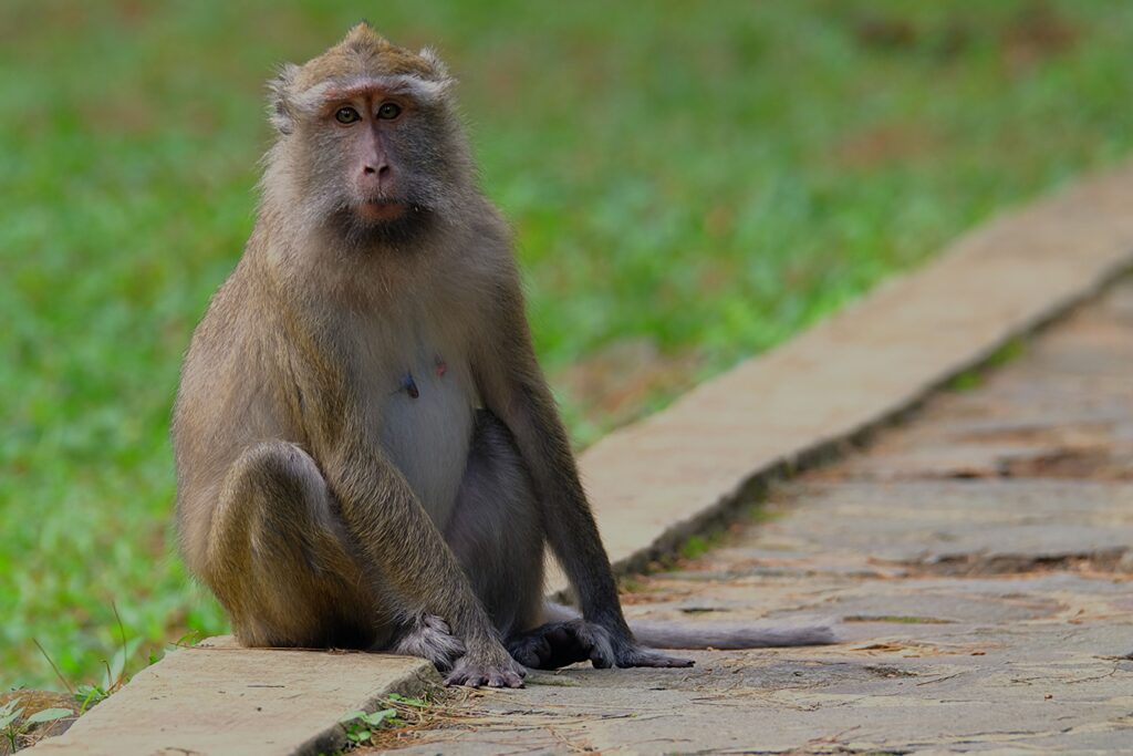 Bukit Timah Monkey Man